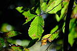 Click to see Y-WB-XH2-FINAL-DSCF0014.JPG