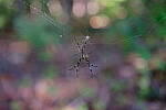 Click to see Y-WB-XH2-FINAL-DSCF0034.JPG