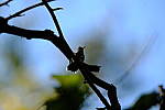 Click to see Y-WB-XH2-FINAL-DSCF1509.JPG