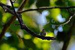 Click to see Y-WB-XH2-FINAL-DSCF1585.JPG