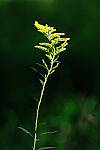 Click to see Y-WB-XH2-FINAL-DSCF1629.JPG