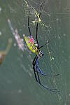 Click to see Y-WB-XH2-FINAL-DSCF1825.JPG