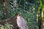 Click to see Y-WB-XH2-FINAL-DSCF1948.JPG