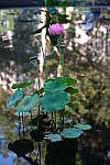 Click to see Y-XH2-BETA-DSCF0030.JPG