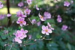 Click to see Y-XH2-BETA-DSCF0033.JPG