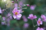 Click to see Y-XH2-BETA-DSCF0035.JPG