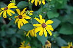 Click to see Y-XH2-BETA-DSCF0092.JPG