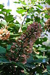 Click to see Y-XH2-BETA-DSCF0140.JPG
