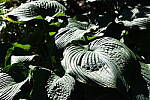 Click to see Y-XH2-BETA-DSCF0144.JPG