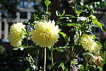 Click to see Y-XH2-BETA-DSCF0148.JPG