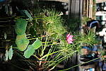 Click to see Y-XH2-BETA-DSCF0159.JPG