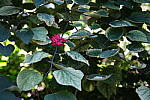 Click to see Y-XH2-BETA-DSCF0165.JPG