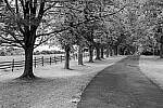 Click to see Y-JG-FUJI-X-H2S-0110-MOD.JPG