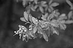Click to see Y-JG-FUJI-X-H2S-0146.JPG