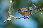 Click to see Y-JG-FUJI-X-H2S-0631-MOD.JPG