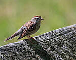 Click to see Y-JG-FUJI-X-H2S-0776-MOD.JPG