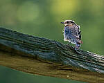 Click to see Y-JG-FUJI-X-H2S-0841-MOD.JPG