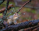 Click to see Y-JG-FUJI-X-H2S-1127-MOD.JPG