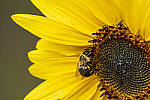Click to see Y-JG-FUJI-X-H2S-1148-MOD.JPG