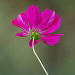 Click to see Y-JG-FUJI-X-H2S-1165-MOD.JPG