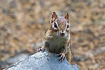 Click to see Y-JG-FUJI-X-H2S-1171-MOD.JPG