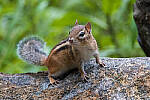 Click to see Y-JG-FUJI-X-H2S-1177-MOD.JPG