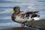 Click to see Y-JG-FUJI-X-H2S-1207.JPG