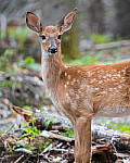Click to see Y-JG-FUJI-X-H2S-1279-MOD.JPG