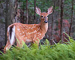 Click to see Y-JG-FUJI-X-H2S-1349-MOD.JPG