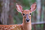 Click to see Y-JG-FUJI-X-H2S-1372-MOD.JPG