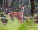Click to see Y-JG-FUJI-X-H2S-1382-MOD.JPG