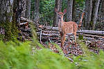 Click to see Y-JG-FUJI-X-H2S-1393-MOD.JPG