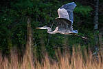 Click to see Y-JG-FUJI-X-H2S-1708-MOD.JPG