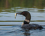 Click to see Y-JG-FUJI-X-H2S-2237-MOD.JPG