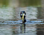 Click to see Y-JG-FUJI-X-H2S-2367-MOD.JPG