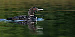 Click to see Y-JG-FUJI-X-H2S-2446-MOD.JPG