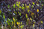 Click to see Y-JG-FUJI-X-H2S-3353-MOD.JPG