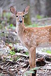 Click to see Y-JG-X-H2S-XF-150-600-1279.JPG