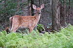 Click to see Y-JG-X-H2S-XF-150-600-1331.JPG