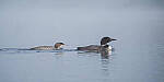 Click to see Y-JG-X-H2S-XF-150-600-1459-MOD.JPG