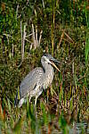 Click to see Y-JG-X-H2S-XF-150-600-1654.JPG