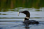 Click to see Y-JG-X-H2S-XF-150-600-2237.JPG
