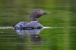 Click to see Y-JG-X-H2S-XF-150-600-2284.JPG