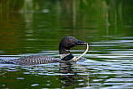 Click to see Y-JG-X-H2S-XF-150-600-2500.JPG