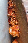 Click to see YDSCF3280.JPG