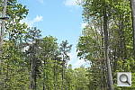 Click to see XPRO1PINE_RFC.JPG