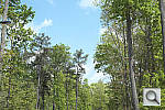 Click to see XPRO1PINE_RFCu250r03.JPG