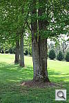 Click to see YDSCF1562.JPG