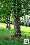 Click to see YDSCF1563.JPG