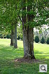 Click to see YDSCF1564.JPG